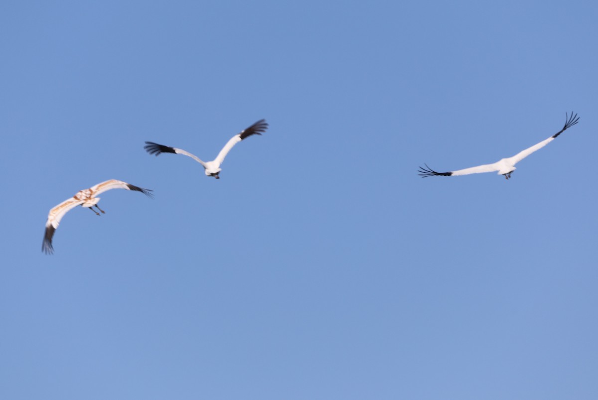 Whooping Crane - ML646631157