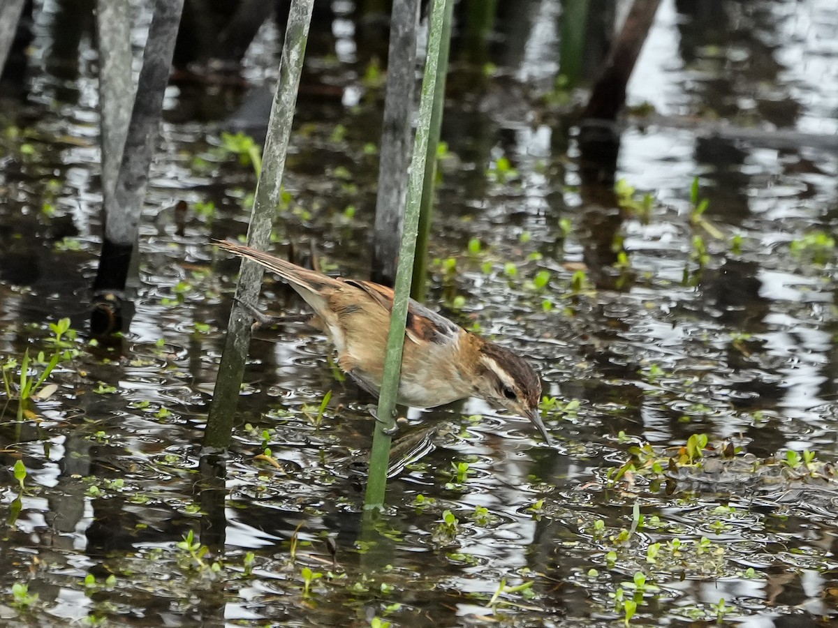 Wren-like Rushbird - ML646631158