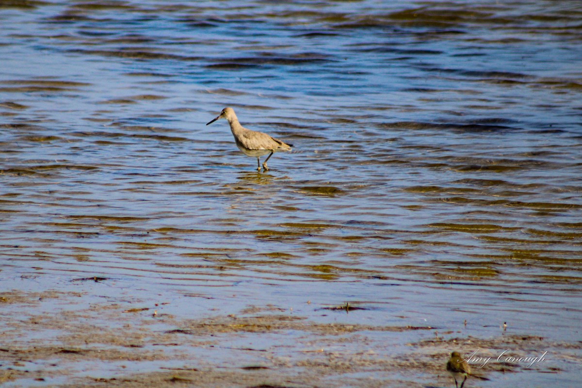 Willet - ML646631159