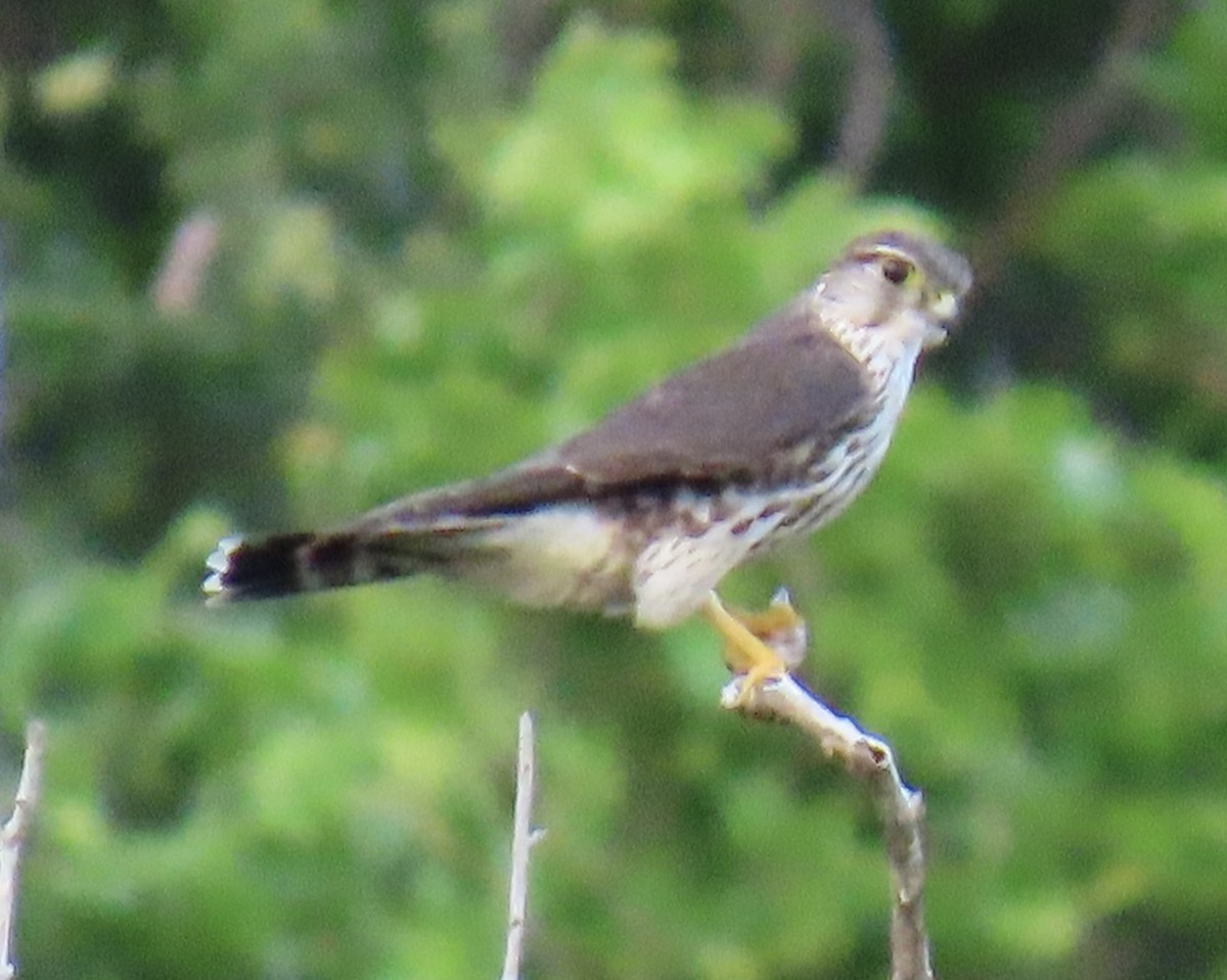 Хайргууна шонхор - ML646631160