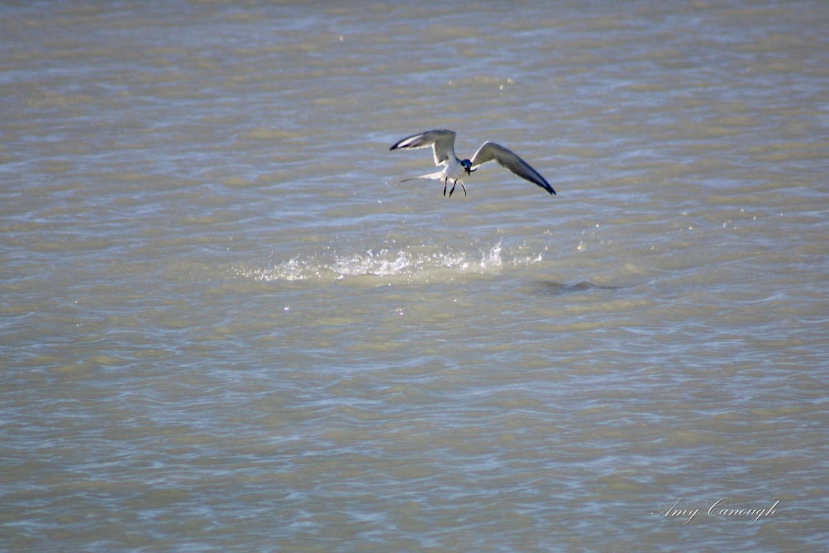 Forster's Tern - ML646631162