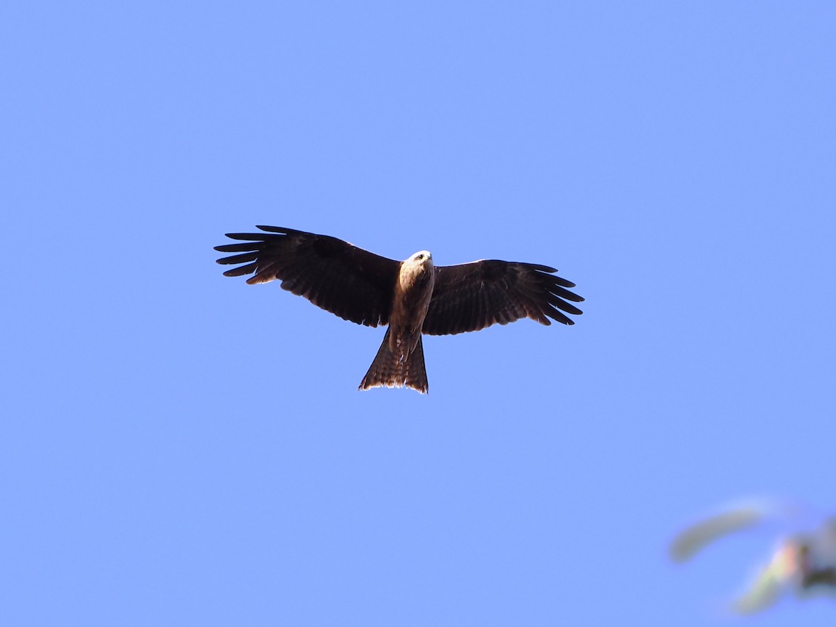 Black Kite - ML646631163