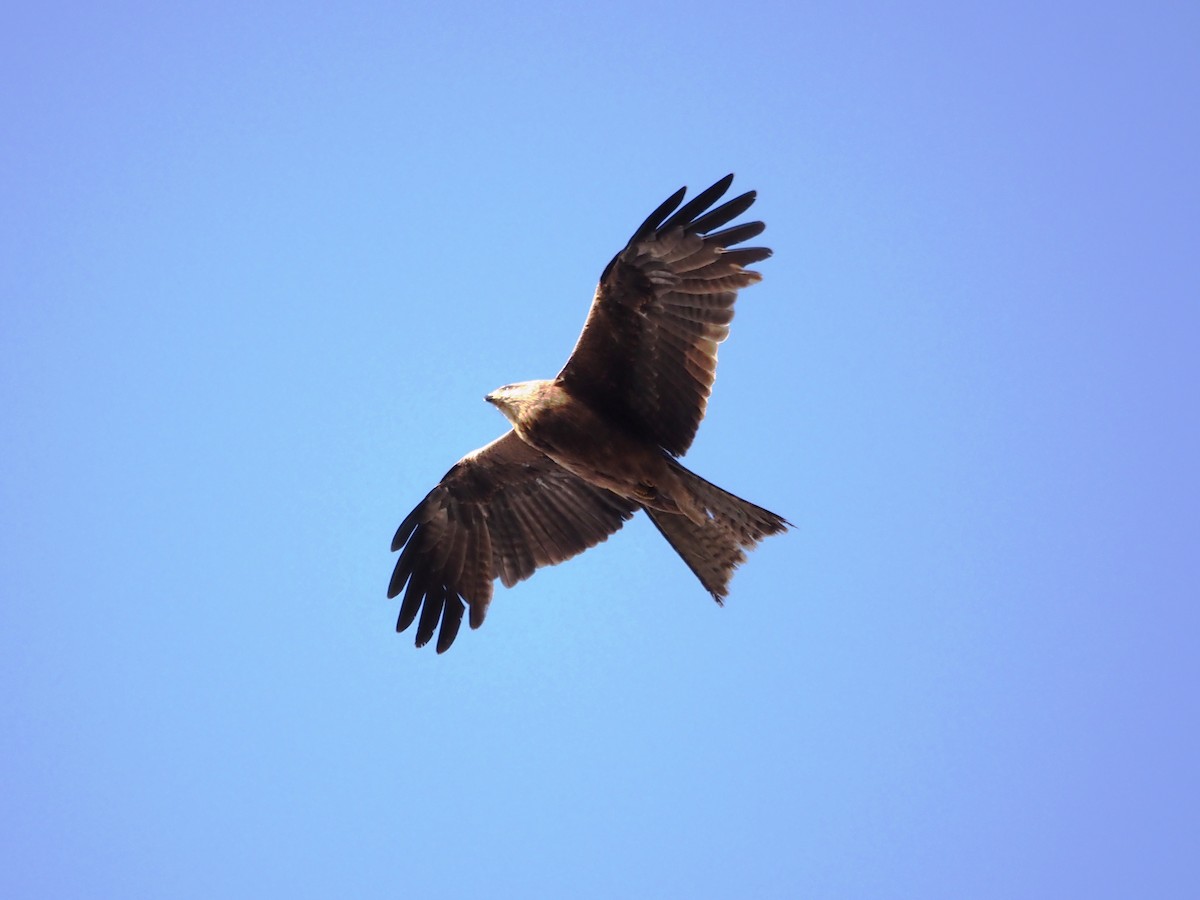 Black Kite - ML646631164
