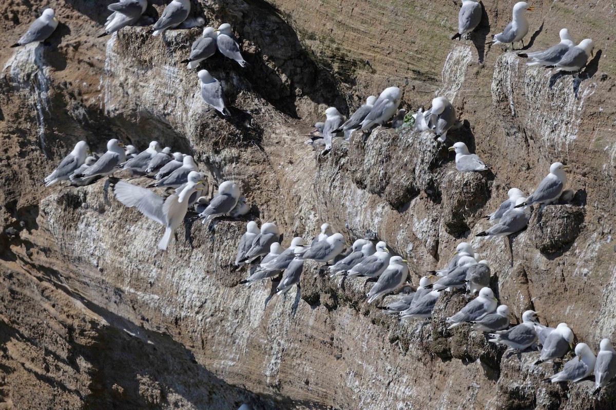 Black-legged Kittiwake - ML646631167