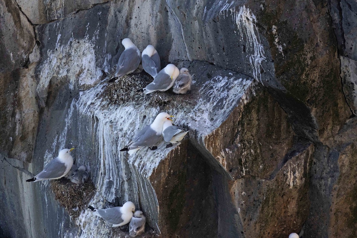 Black-legged Kittiwake - ML646631168