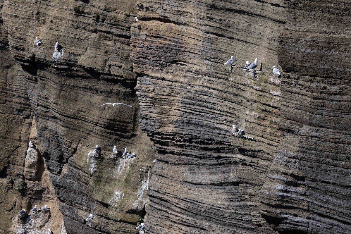 Black-legged Kittiwake - ML646631169