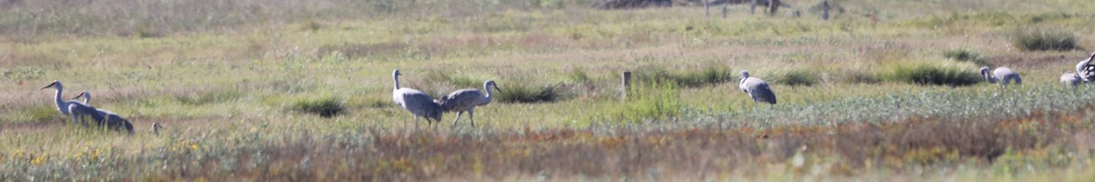 Sandhill Crane - ML646631170