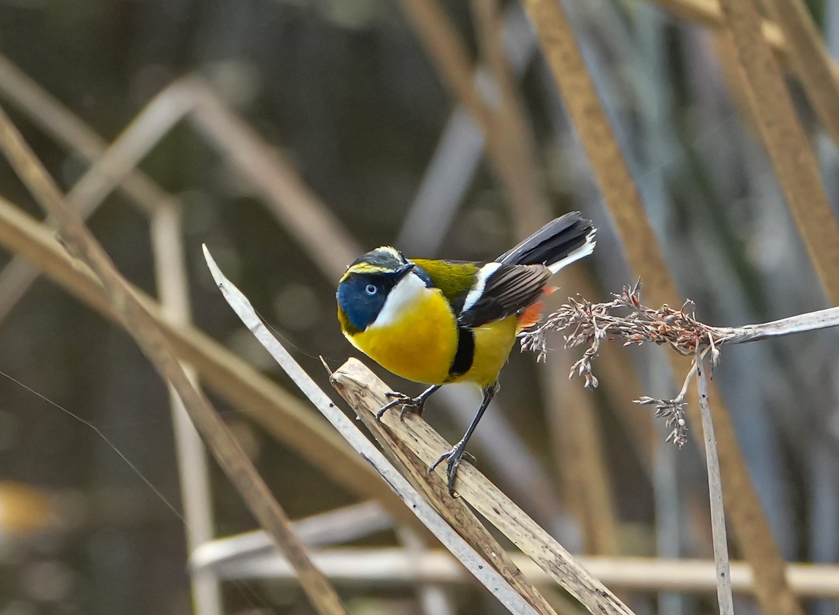 Many-colored Rush Tyrant - ML646631171