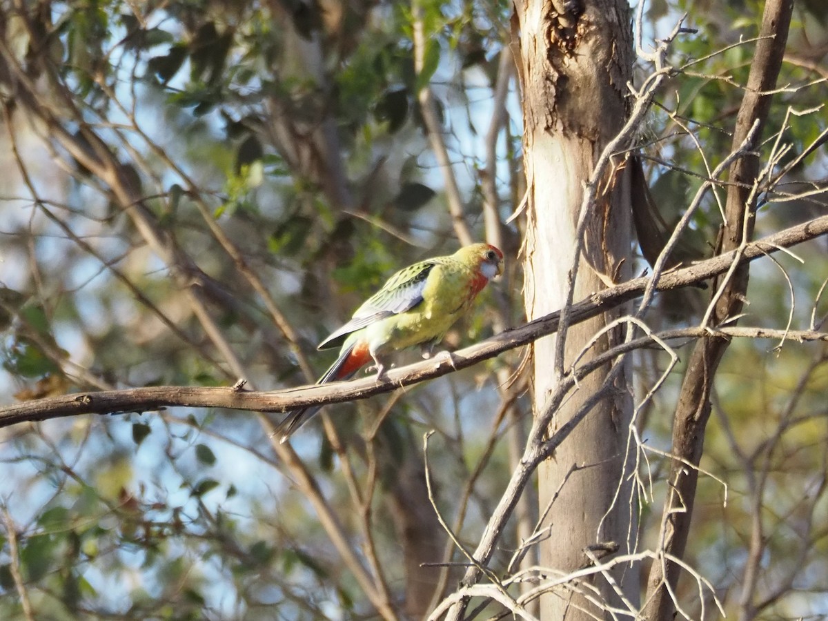 Rosella orientale - ML646631172