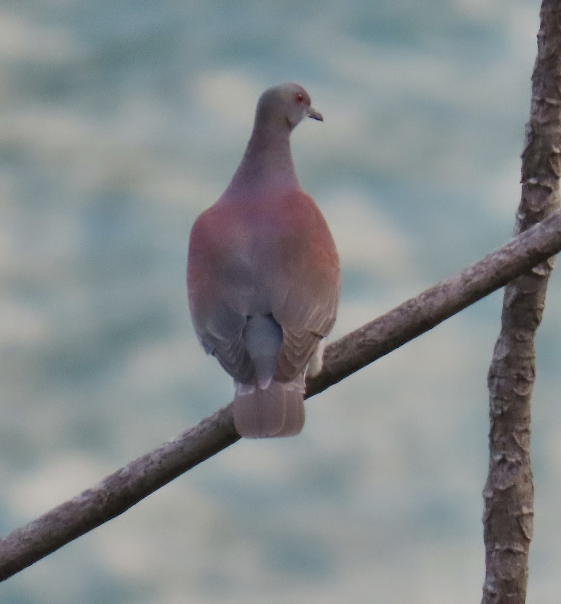 Pale-vented Pigeon - ML646631173