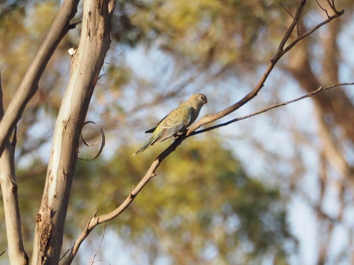 Red-rumped Parrot - ML646631174