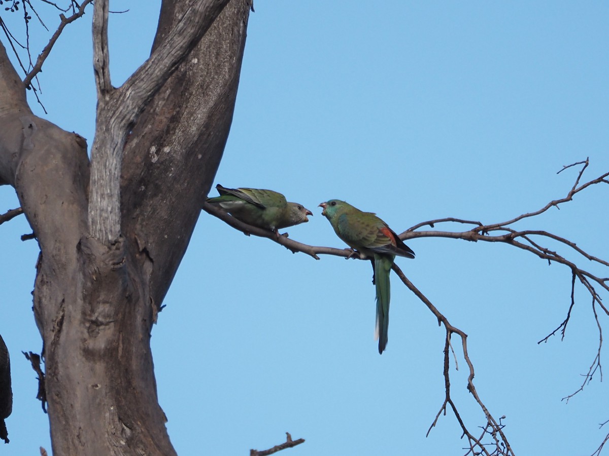 Red-rumped Parrot - ML646631175