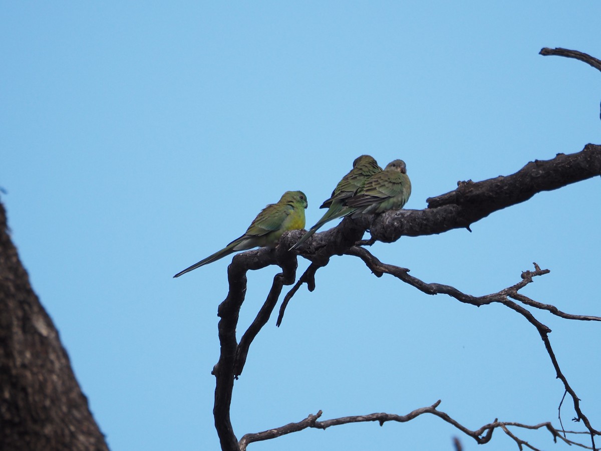 Red-rumped Parrot - ML646631176