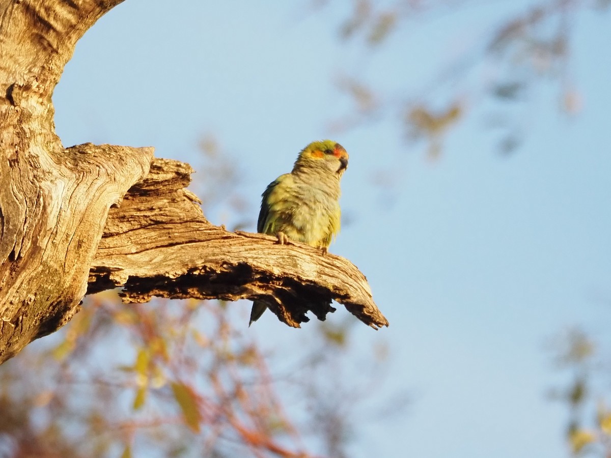 Purple-crowned Lorikeet - ML646631180
