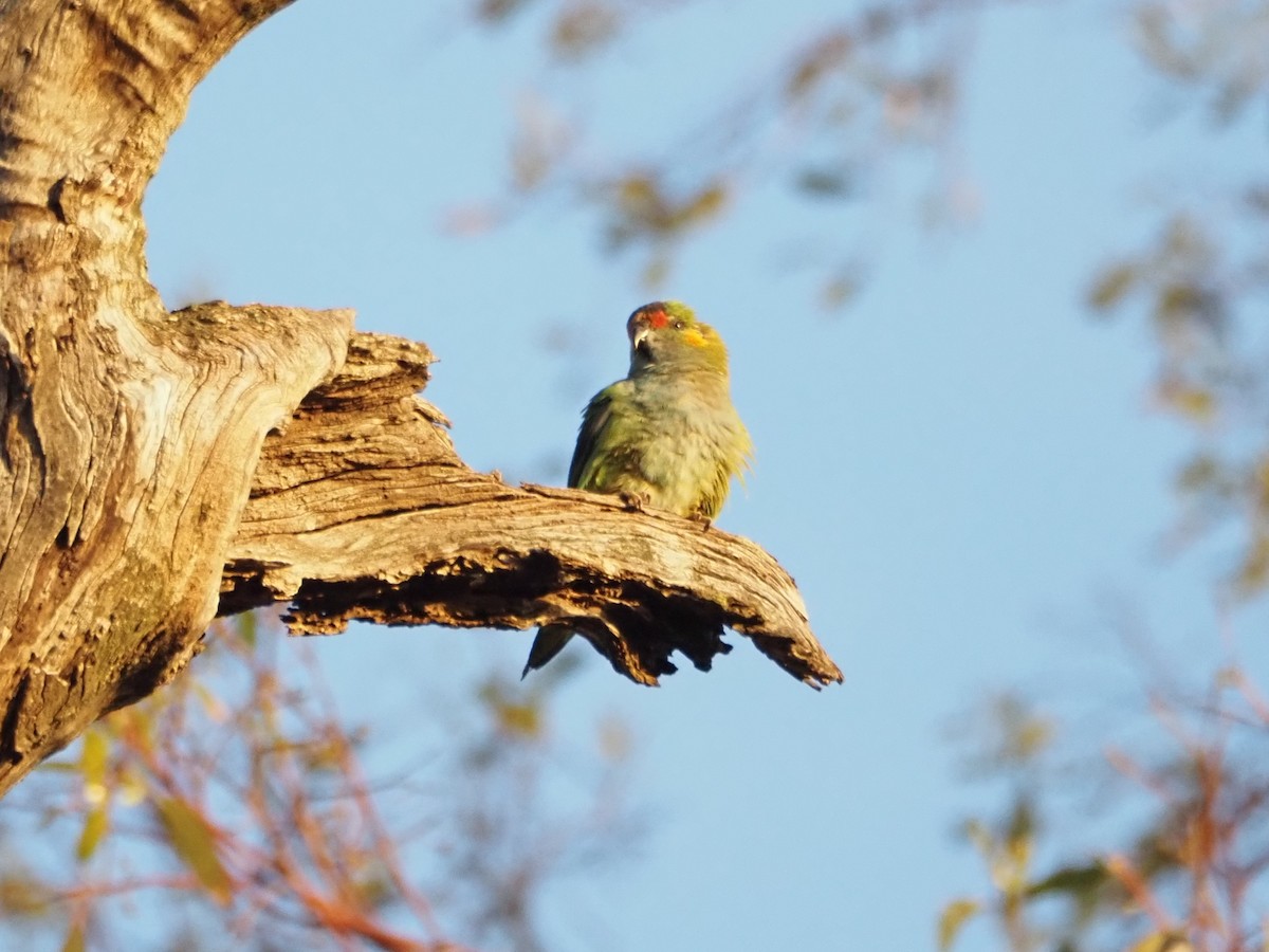 Purple-crowned Lorikeet - ML646631181
