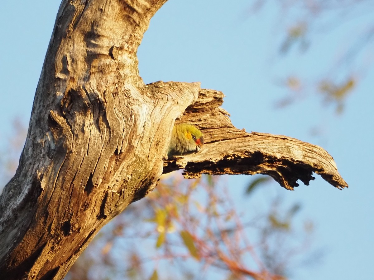 Purple-crowned Lorikeet - ML646631182