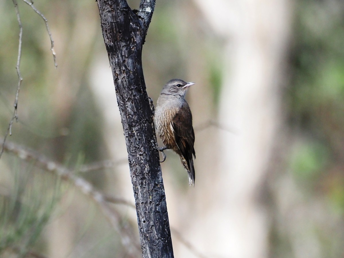 Brown Treecreeper - ML646631183
