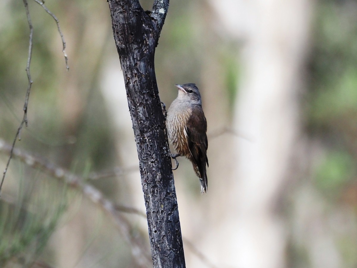Brown Treecreeper - ML646631184