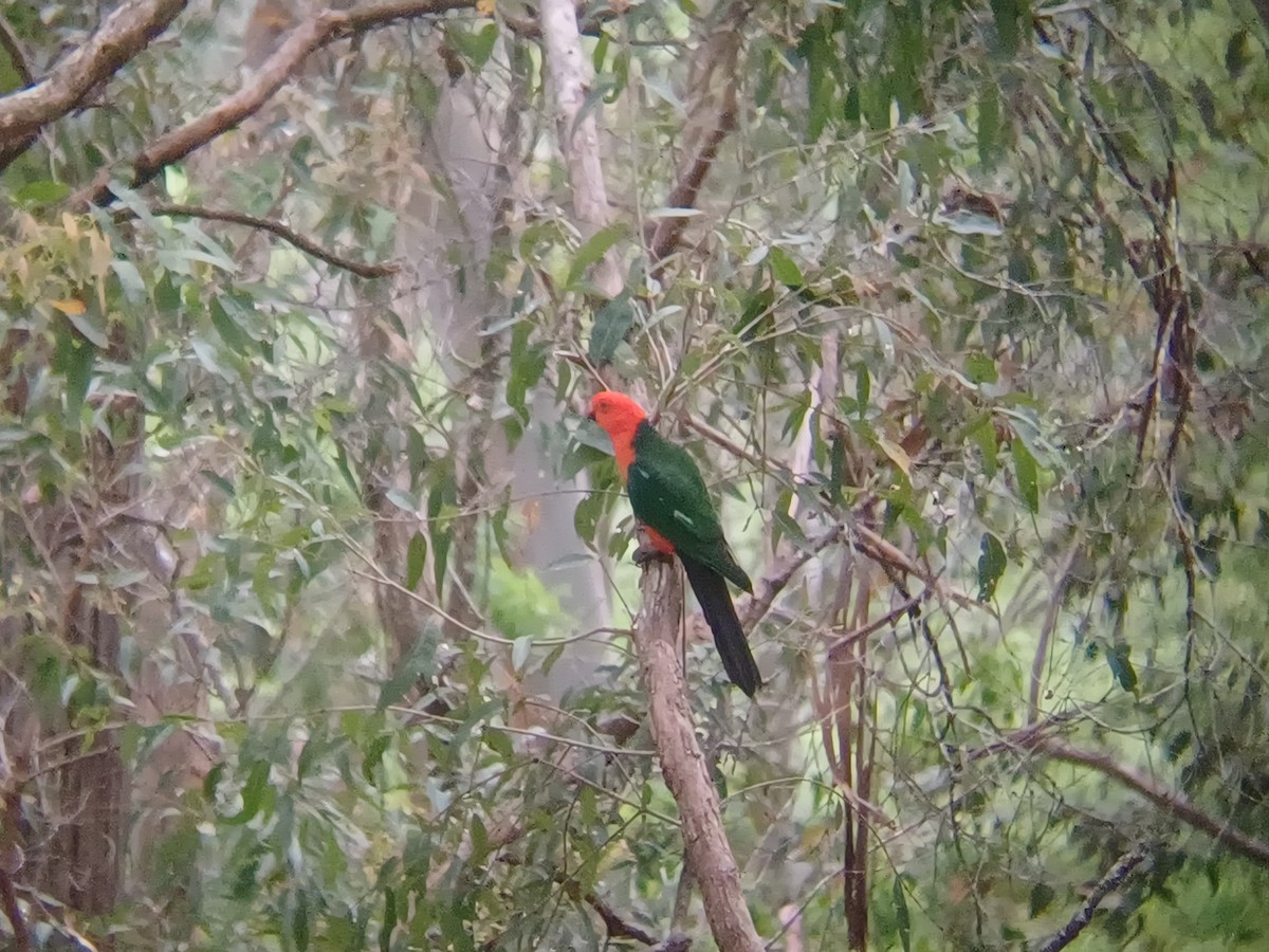 Australian King-Parrot - ML646631186