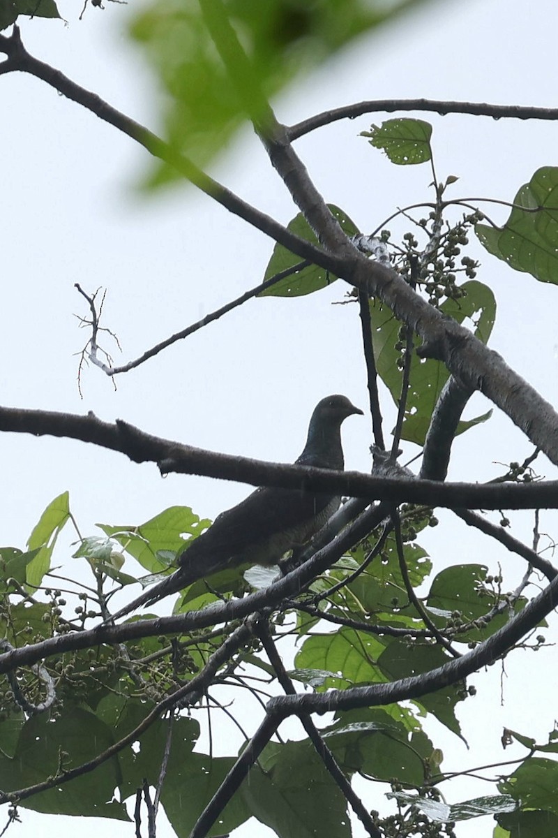 Barred Cuckoo-Dove - ML646631187