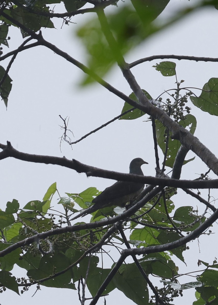 Barred Cuckoo-Dove - ML646631188