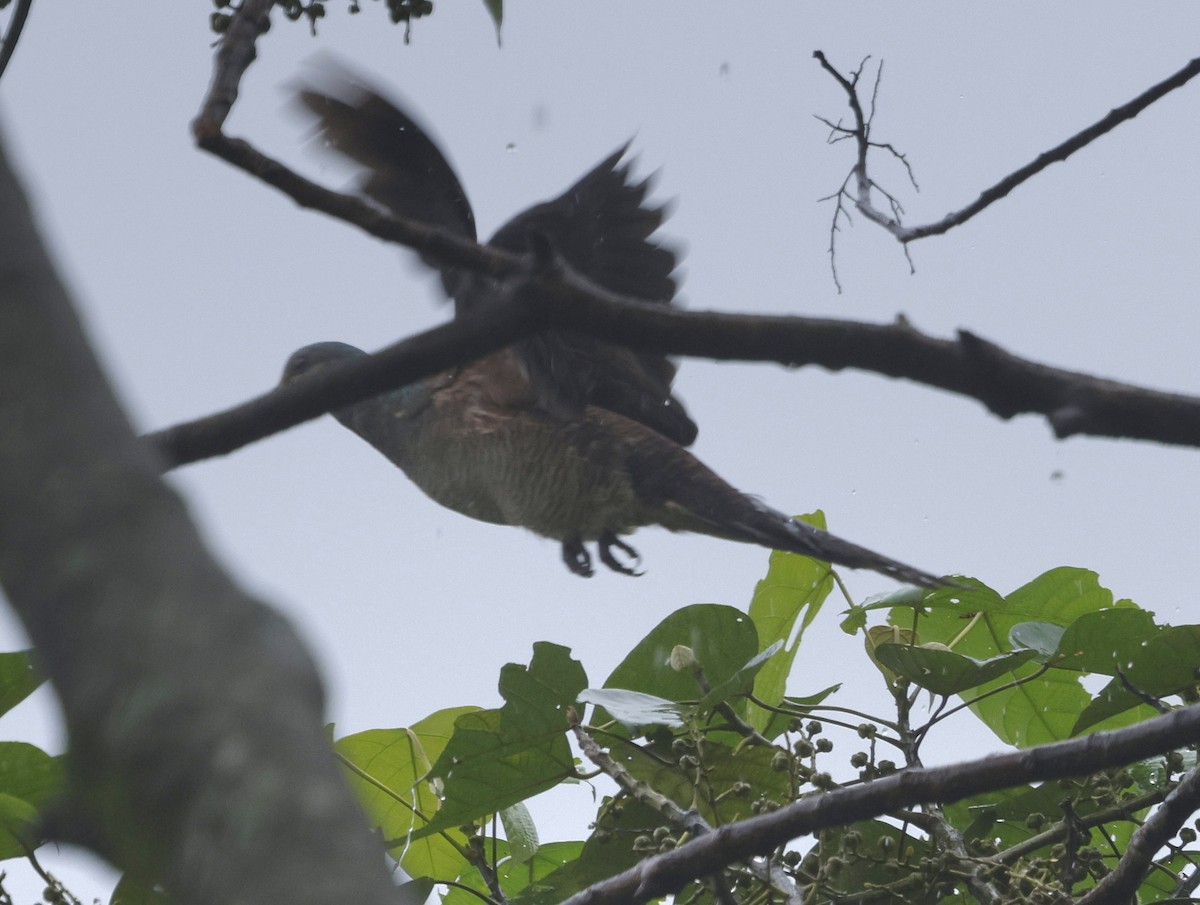 Barred Cuckoo-Dove - ML646631189