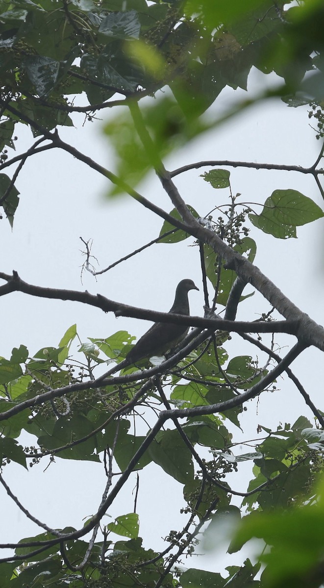 Barred Cuckoo-Dove - ML646631190