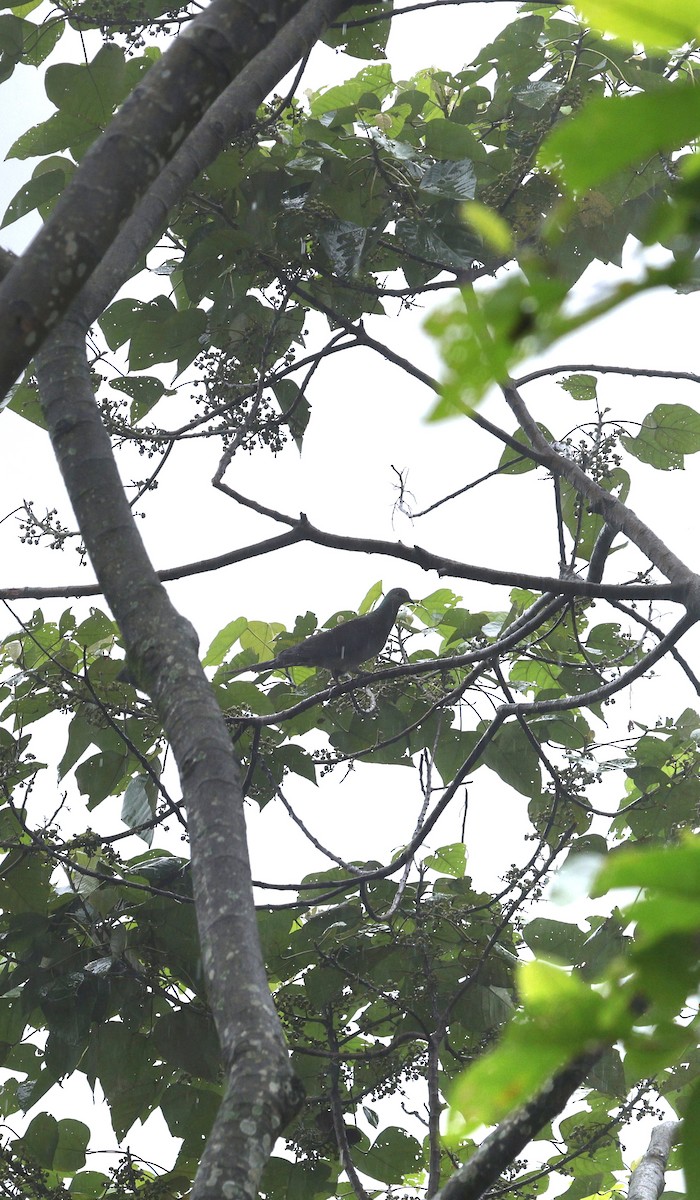 Barred Cuckoo-Dove - ML646631191