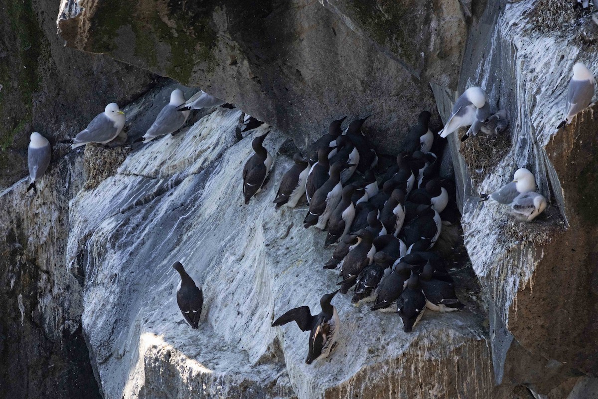 Common Murre - ML646631192