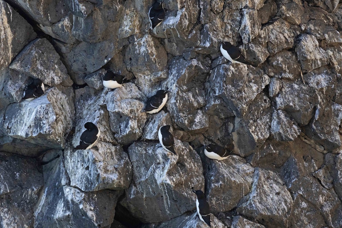 Razorbill - ML646631193