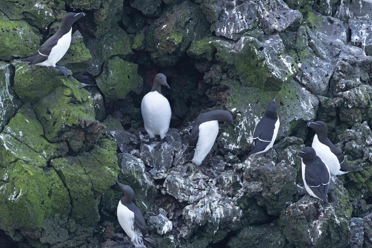 Common Murre - ML646631194