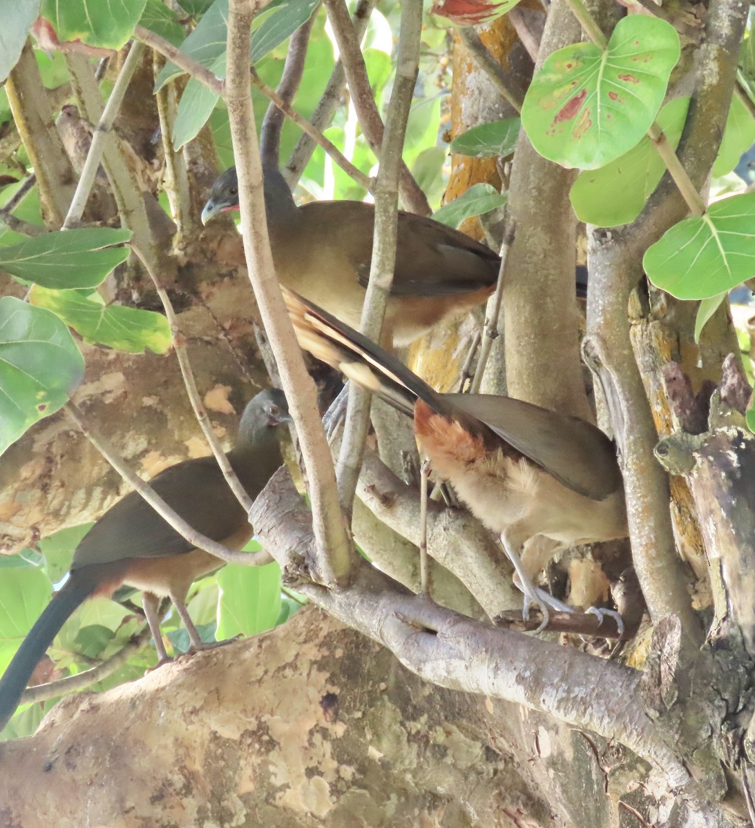Rufous-vented Chachalaca - ML646631195