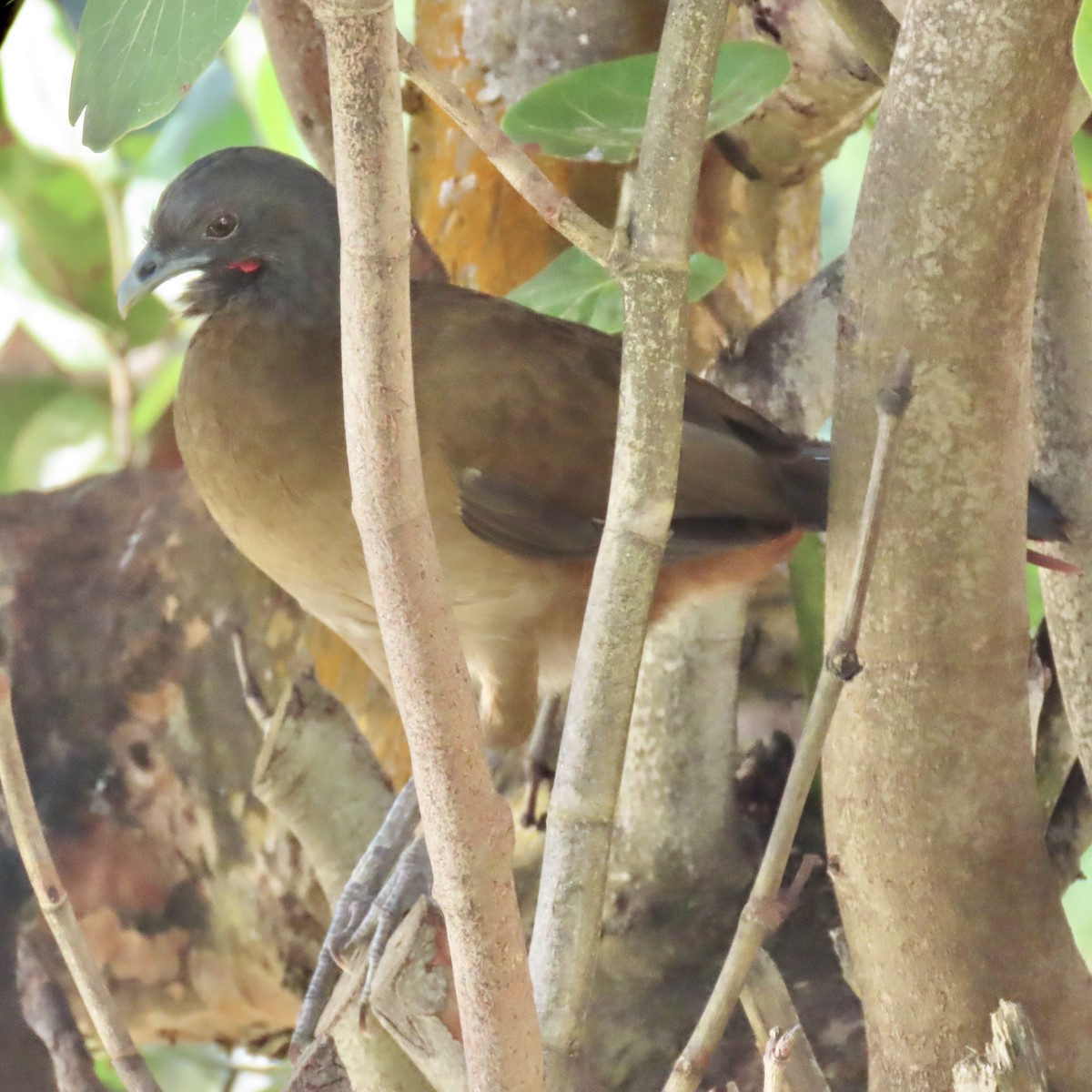 Rufous-vented Chachalaca - ML646631196
