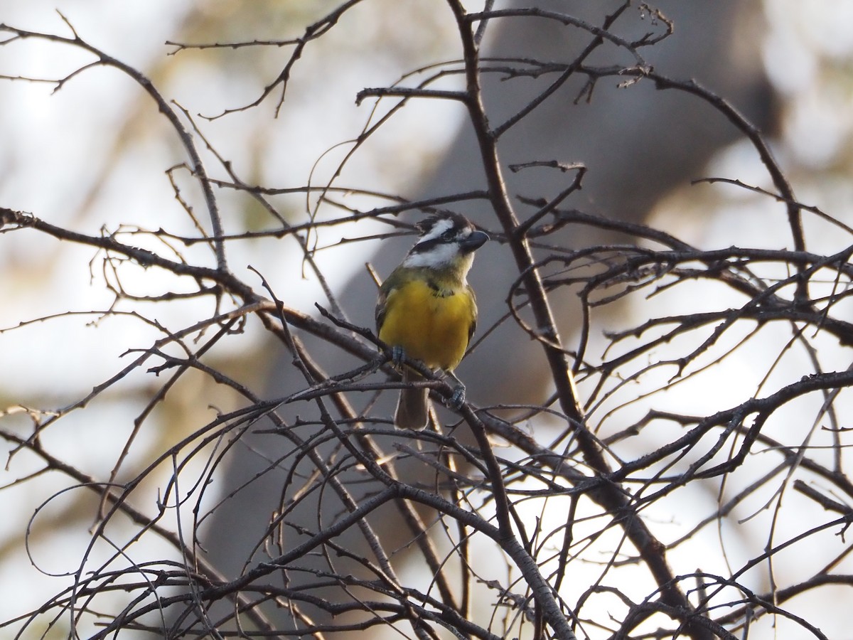Eastern Shrike-tit - ML646631197