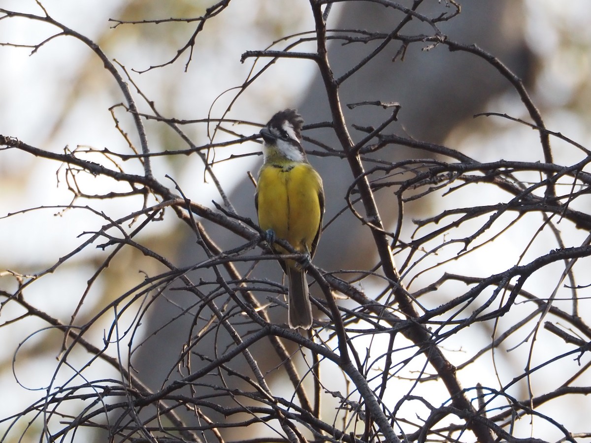 Eastern Shrike-tit - ML646631198