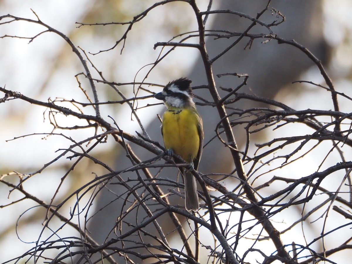 Eastern Shrike-tit - ML646631199