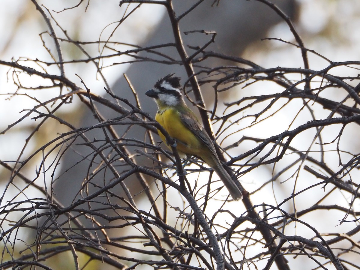 Eastern Shrike-tit - ML646631200