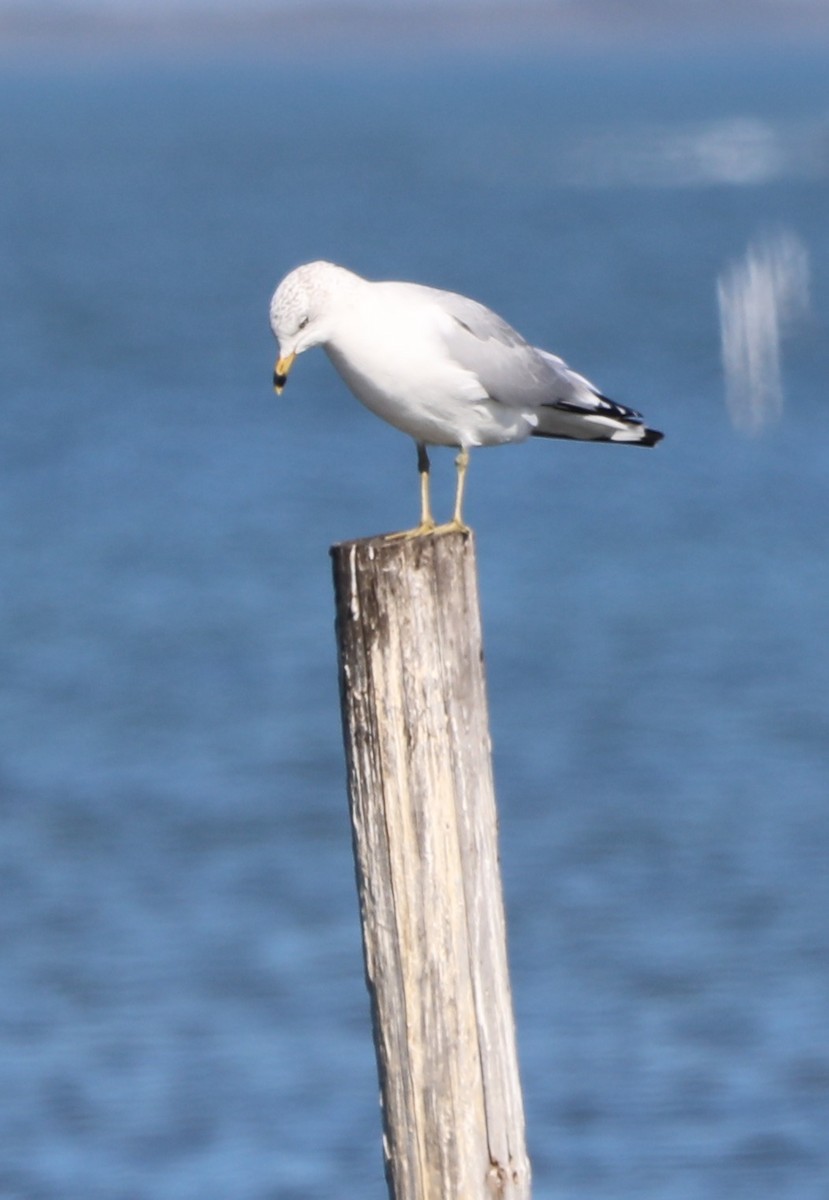 Ring-billed Gull - ML646631201