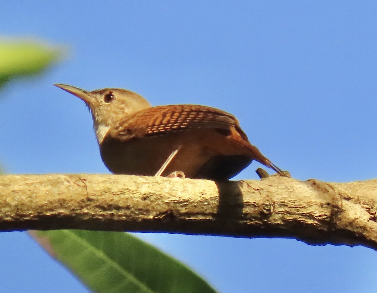 Southern House Wren - ML646631202