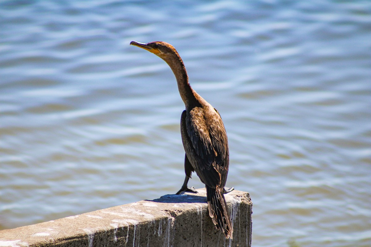 Neotropic Cormorant - ML646631204