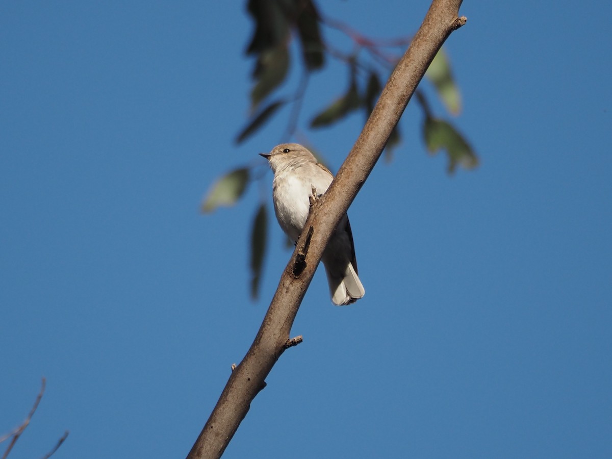 オジロオリーブヒタキ - ML646631205