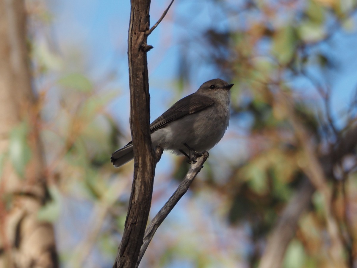 オジロオリーブヒタキ - ML646631206