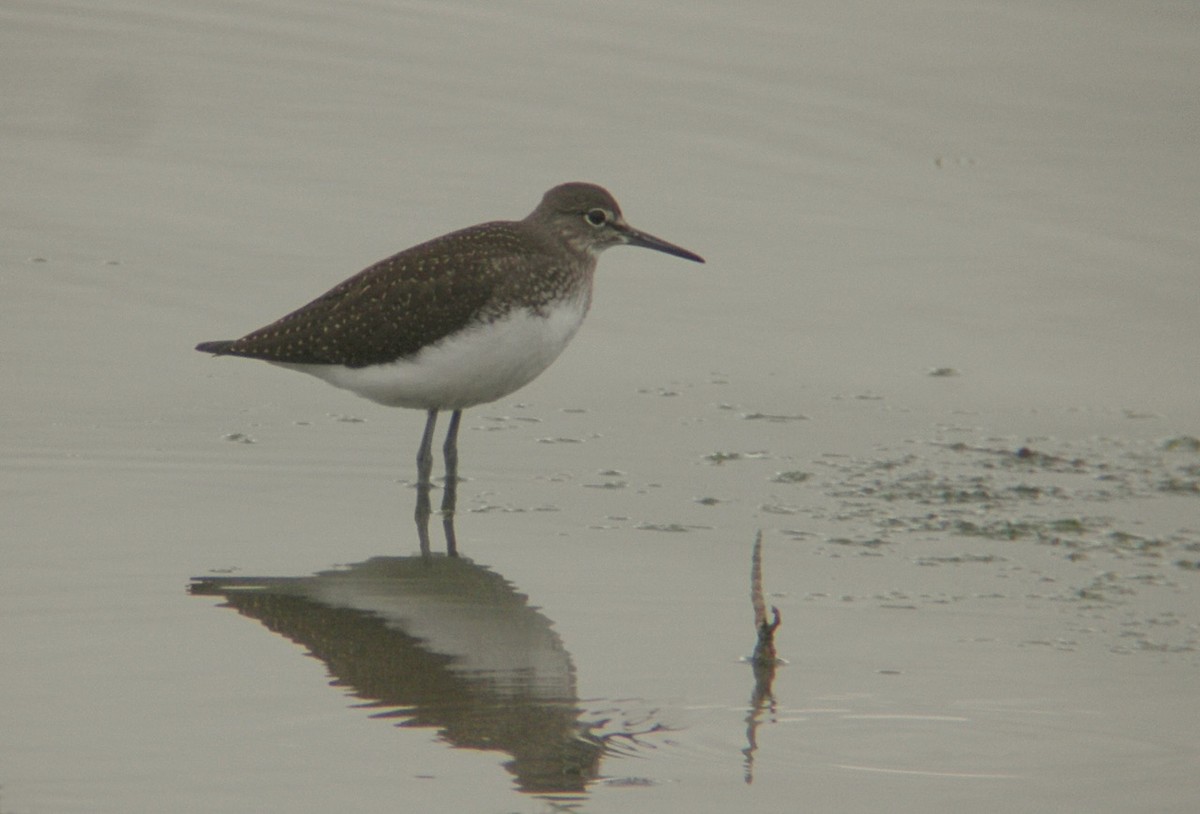 Green Sandpiper - ML646631208
