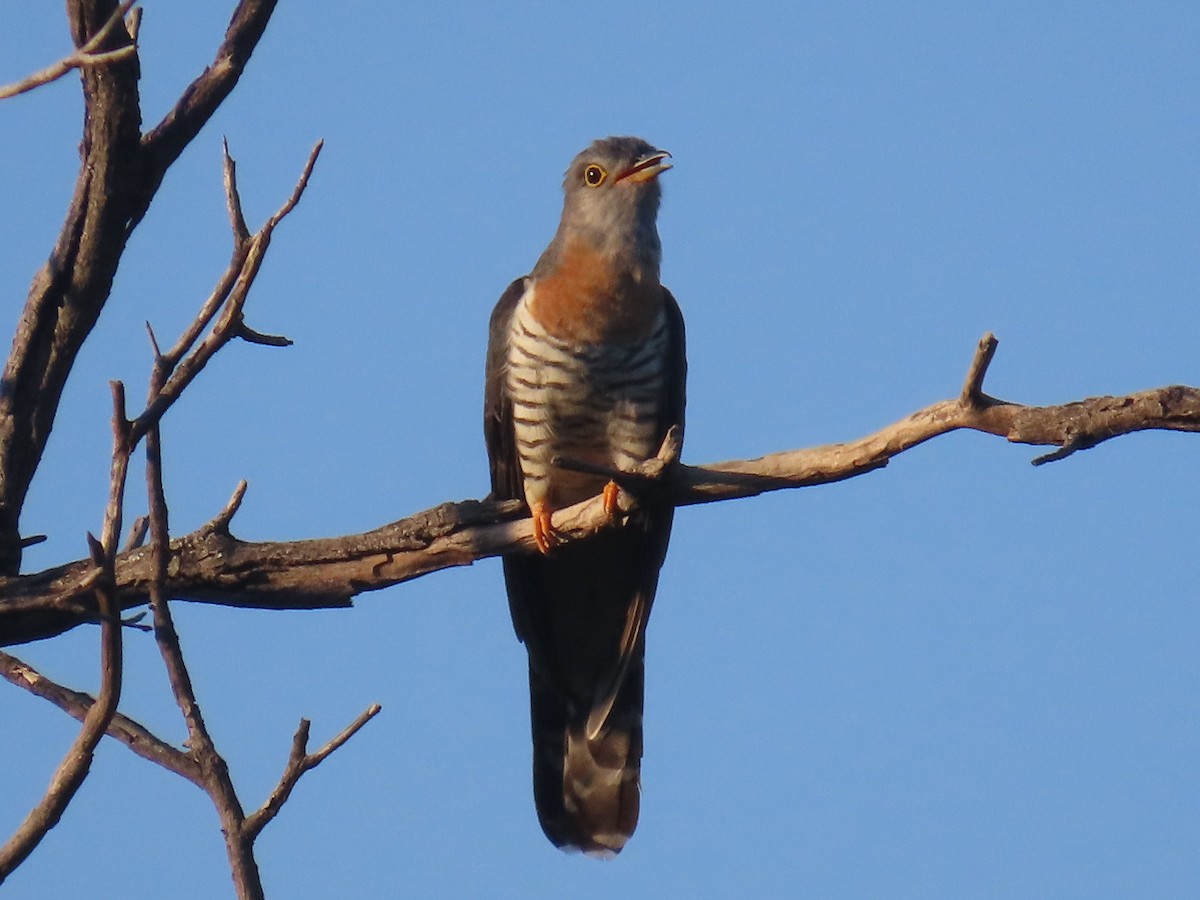 Einsiedlerkuckuck - ML646631209