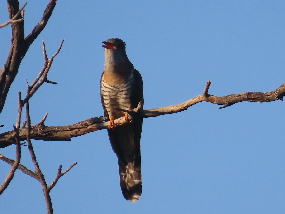 Einsiedlerkuckuck - ML646631210