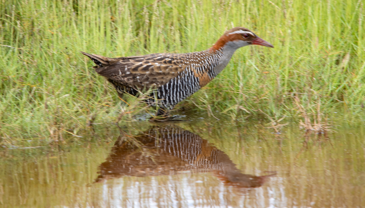 Buff-banded Rail - ML646631211