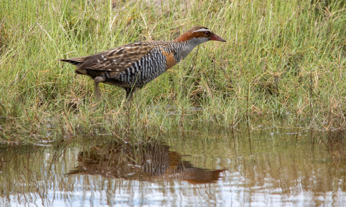 Buff-banded Rail - ML646631212