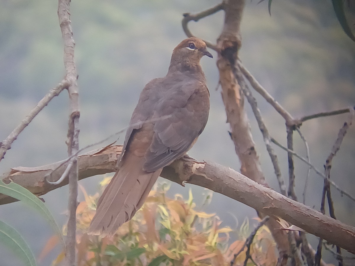 Phasianelle brune - ML646631213