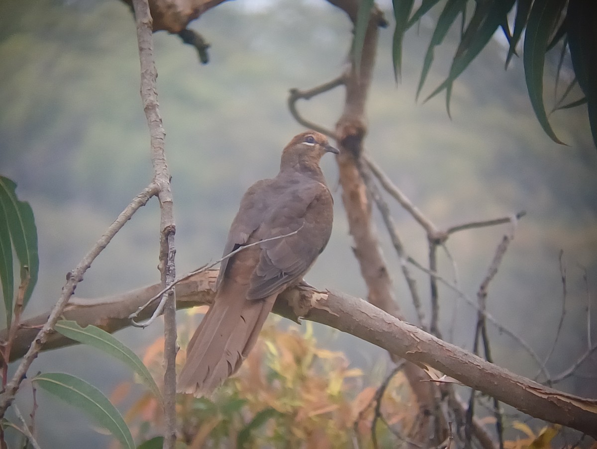 Phasianelle brune - ML646631214