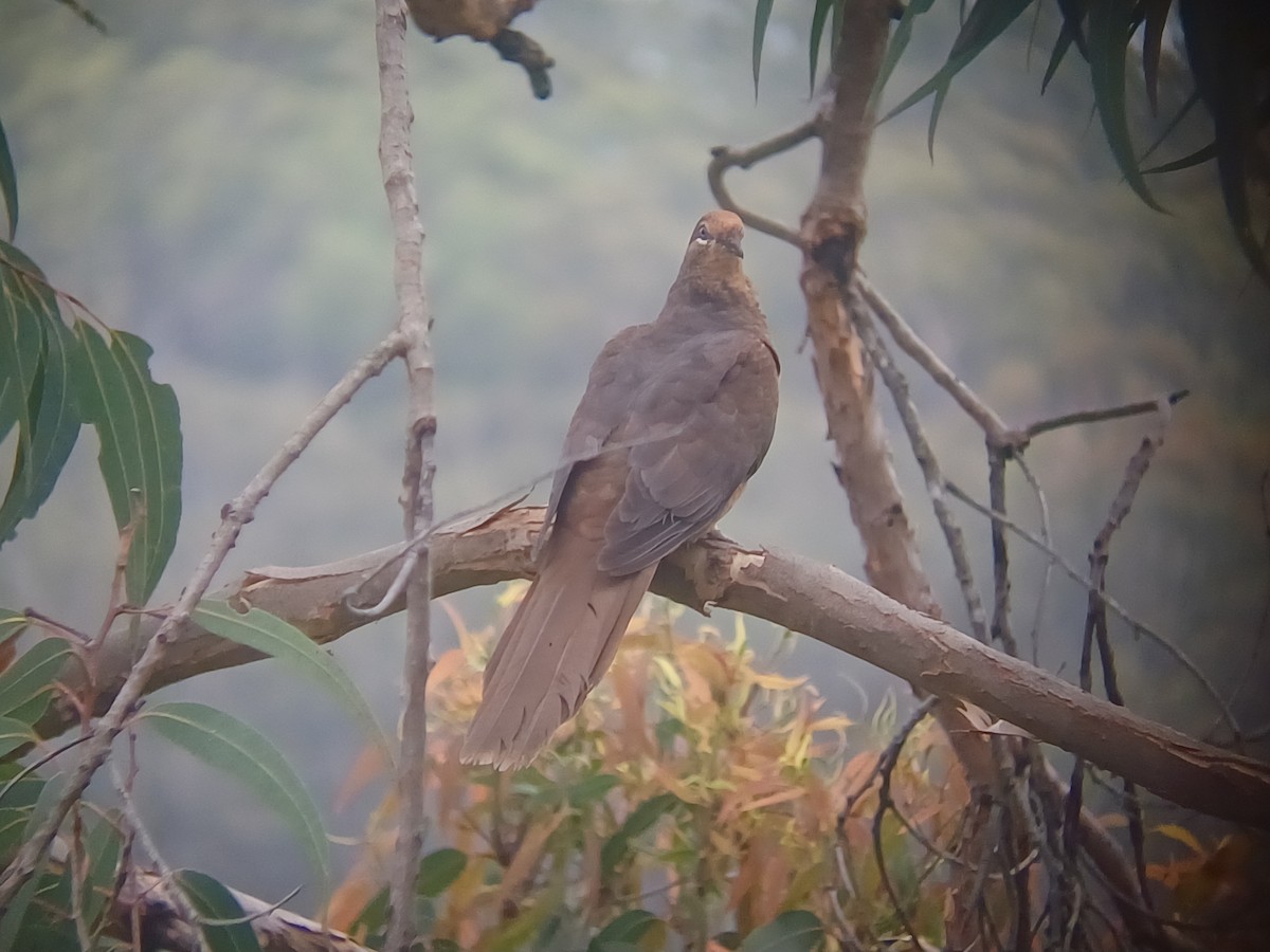 Phasianelle brune - ML646631215